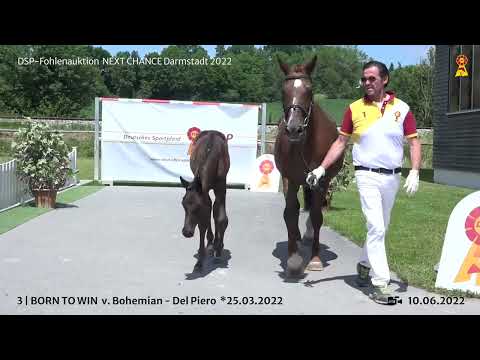 KN 3: Hengstfohlen v. Bohemian / Del Piero