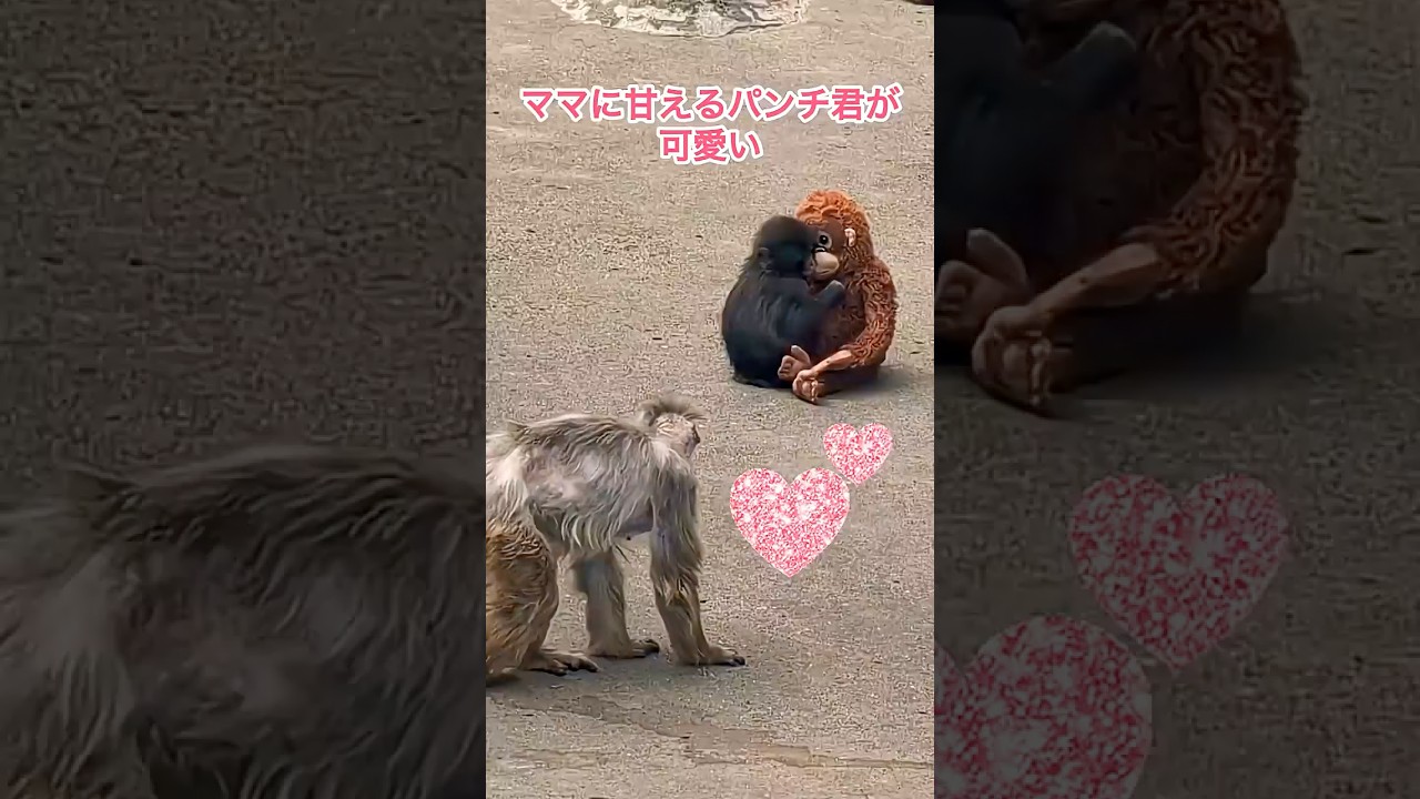 ママに甘えるパンチ君が可愛い💕🐵