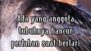 Download lagu Burung Ababil pasukan Allah melindungi Ka'bah / Fakta burung ababil part 2 #burung #ababil #gajah mp3