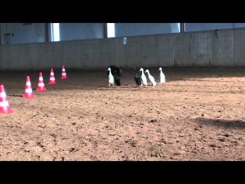 Kersten Marina & Border Collie Hündin Nell
