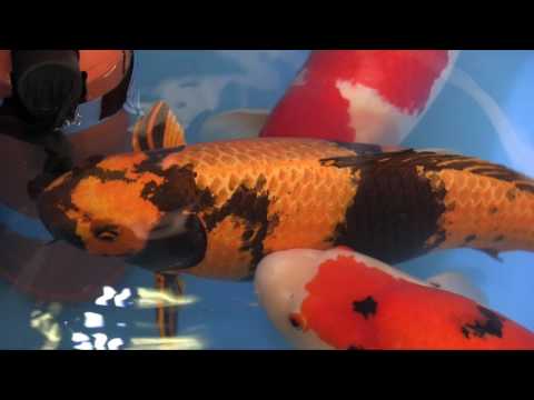 Grand Champion B Koi Expo Berlijn 2017