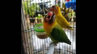 Download lagu lovebird jantan konslet mp3 Download lagu lovebird jantan konslet mp3