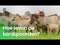 Hoe leven konikpaarden?