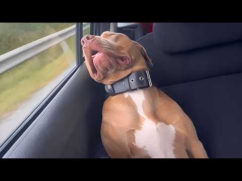 Quand être un chien est un travail à plein temps Vidéos drôles de chiens 2025