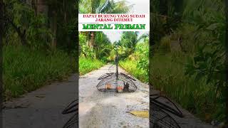 Download lagu Pancingan Suara Burung prenjak gacor #burung #kicauburunglovebird #kicaumania #lovebirdkicau #kicaum mp3