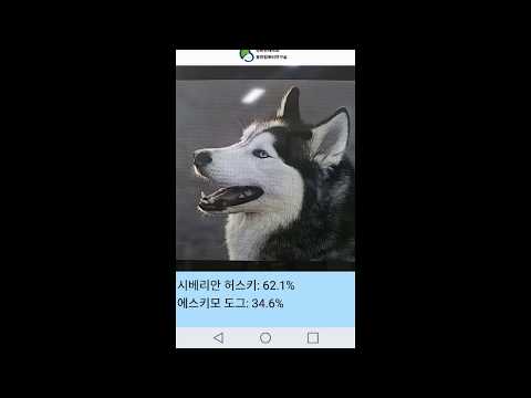 개와 고양이 품종 인식 Video