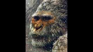 Sasquatch Vocalizations and Sounds – Part 1