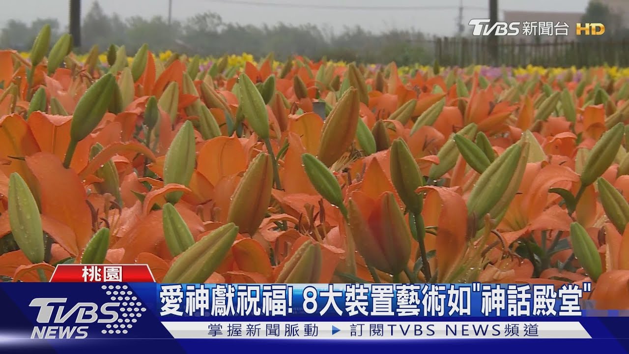 「桃園彩色海芋季」開展!7.2萬株花海綻放 遊客搶拍美照