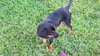 Jefferson ball video