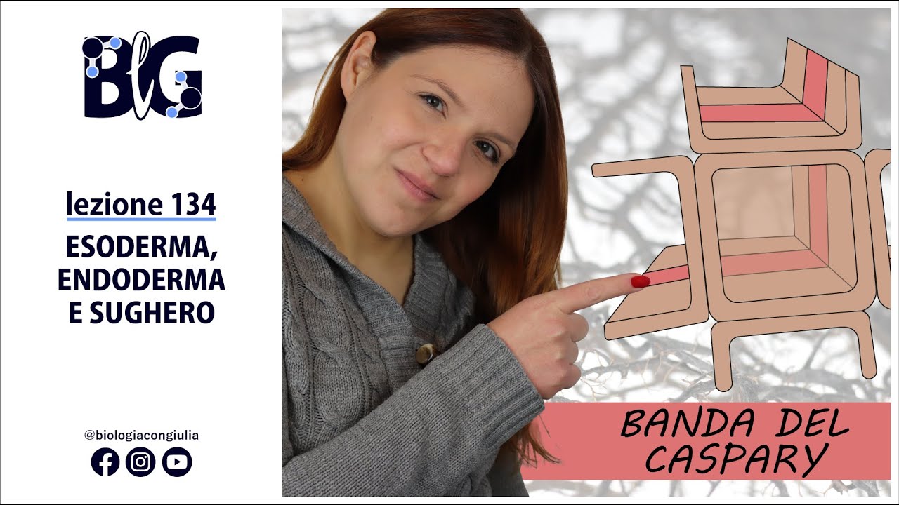 TESSUTI TEGUMENTALI: ESODERMA, ENDODERMA (banda del Caspary) e SUGHERO