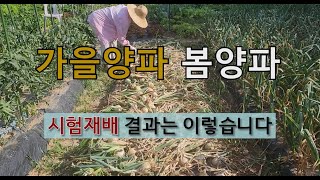 가을 양파 봄 양파 시험 재배 결과는 이렇습니다. #양파 가꾸기 #봄양파 가꾸기 #양파 수확.
