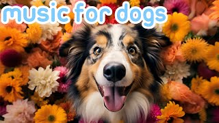 24 Hours Relaxing Music for Dogs: Calming Video to Cure Anxiety! [2024]