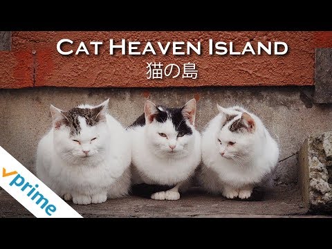 Cat Heaven Island | Trailer | Available Now