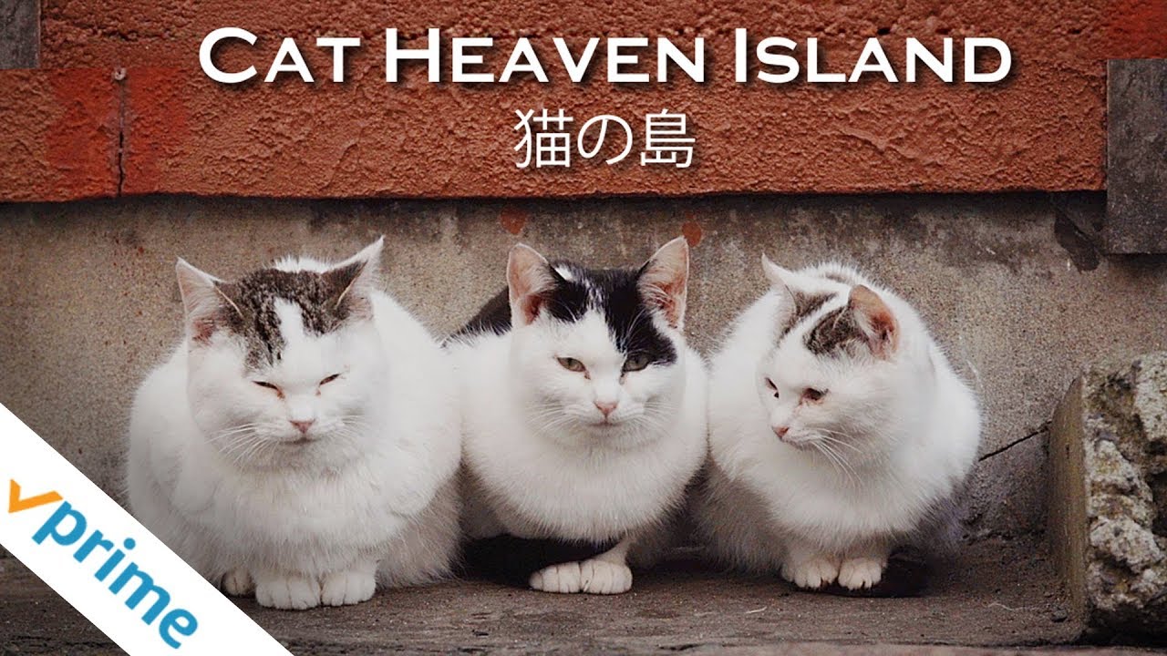 Cat Heaven Island | Trailer | Available Now