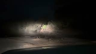 Bison Crossing in forest #ootty #tamil #forest #bison