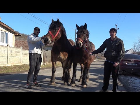 Iepele lui Adrian de la Fildu de Mijloc, Salaj - 2024 Nou!!!