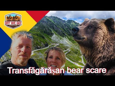Unexpected Bear Encounter on the Transfăgărășan