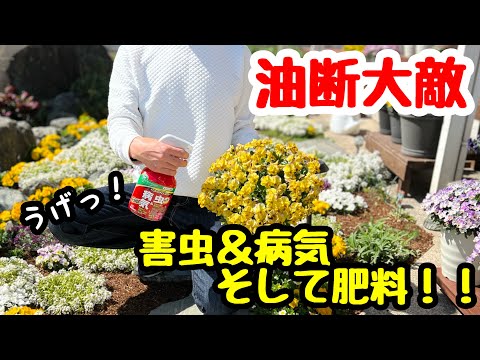 堆肥に赤い虫がいるのは正常ですか?なぜ彼らはタンクから離れるのでしょうか？  庭園