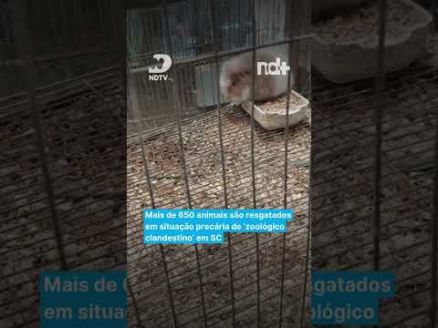 Mais de 650 animais são resgatados em situação precária de ‘zoológico clandestino’ em SC