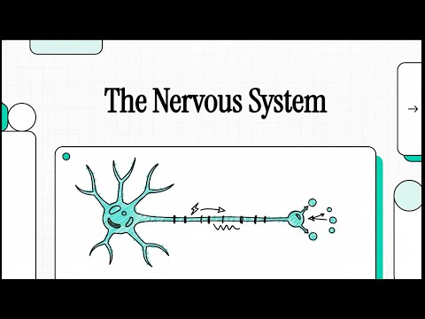 Lesson 1 (Modules 23): Structure of the Nervous System | Biology Grade 9 Advanced