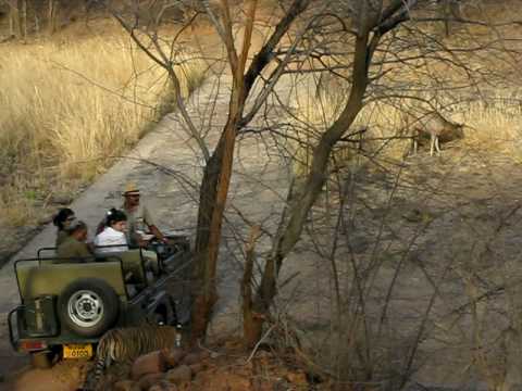 Tigress (Machli / T-16) killing Sambhar at Ranthambore India-Unedited Footage.avi