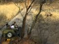 Tigress Machli T 16 Killing Sambhar At Ranthambore India Unedited Footage Avi