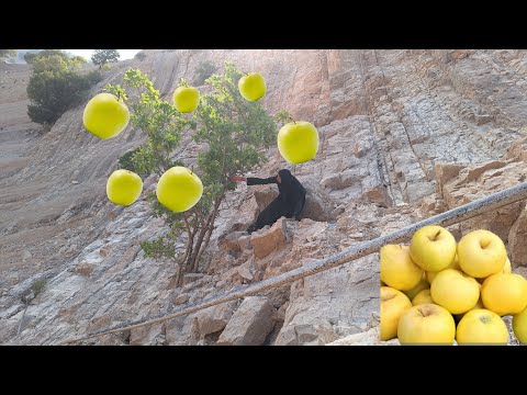 Fariba's long journey for mountain fruits:🌅🌄 Zulma returns to the cliffs for apples 🍎🍎