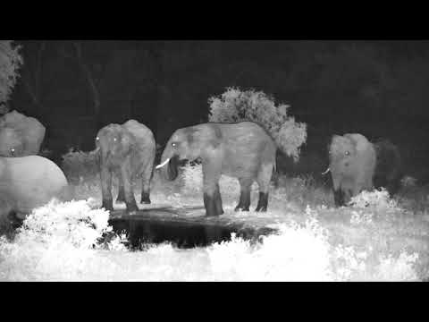 Elephants eating and  drinking on a windy Saturday evening 12/13/25