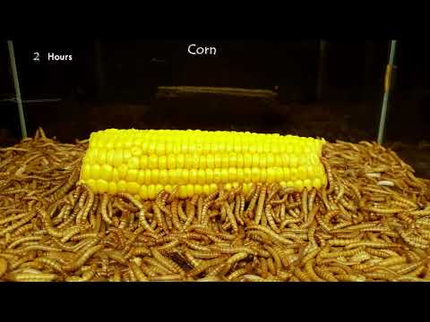 Watching This Timelapse Of 10,000 Mealworms Devouring Vegetables Is Oddly Satisfying