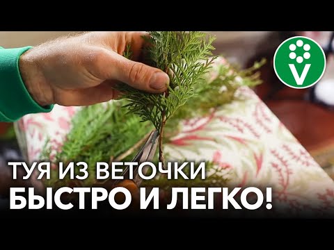 Как вырастить ТУЮ ИЗ ВЕТОЧКИ? Самый простой и эффективный способ черенкования туи зимой