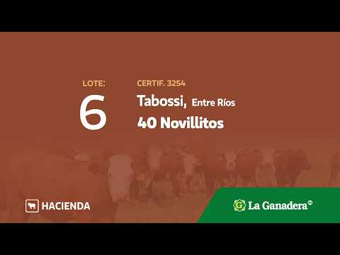 Lote Novillitos en Tabossi