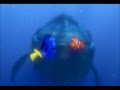 Finding Nemo