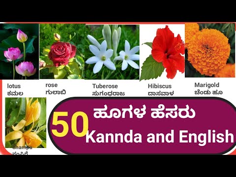 flowers name | 50 flowers name in Kannda and English |@samyuktha55