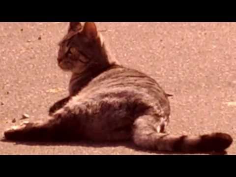 Best friend cats, alleyway