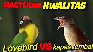 Download lagu MASTERAN KWALITAS LOVEBIRD VS KAPAS TEMBAK DURASI ... mp3