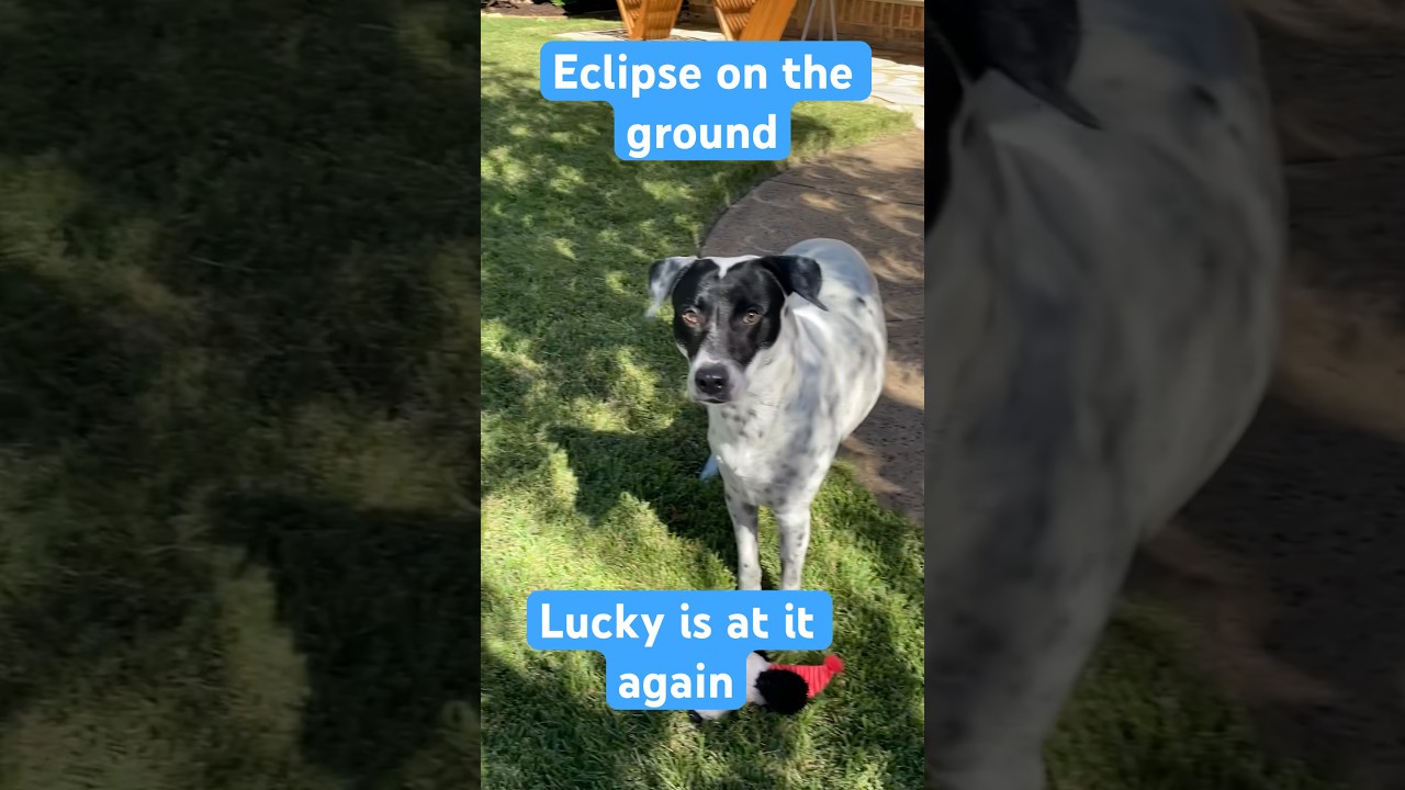 2023 Shadows of the trees on the ground shows eclipse #catahoulaleopard