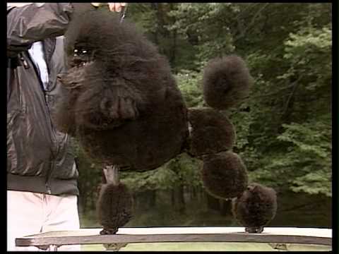 Poodle - AKC Dog Breed Series