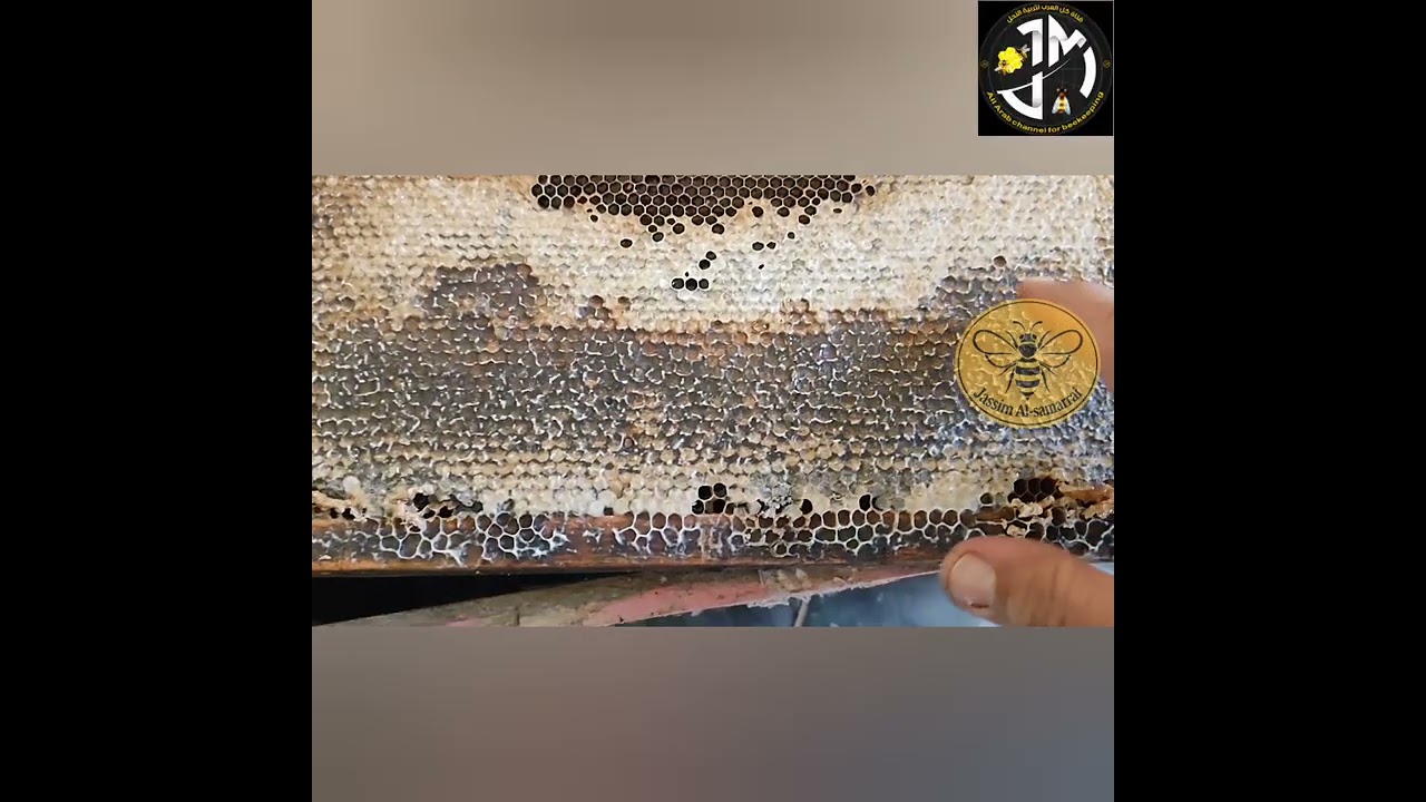 عسل القداح او الموالح او الحمضيات لسنة 2026الفرزة الاولى للموسم 