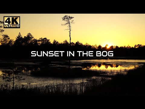 Arvo Pärt - Spiegel im Spiegel (1 hour) , sunset in the Estonian bog, 4K