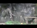 ユキヒョウ少年フク　フクのつぶやき＆ミルチャgreat job 2021.8月 snow leopard cub