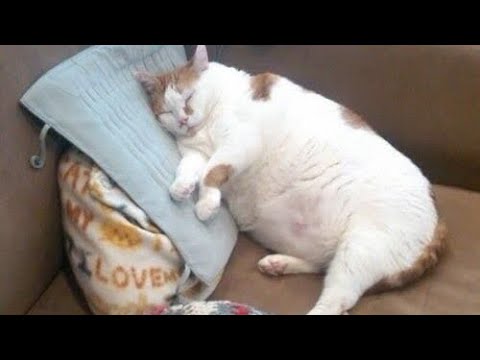 Cutest 🤣 FAT CATS 😻 Compilation