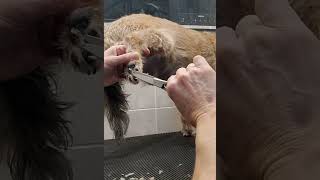 Trimming the hair on a dogs feet/paw pads with scissors demo, dog grooming from home, no restraints