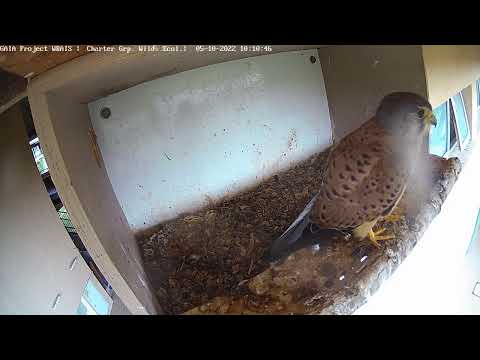 Male kestrel has a seat on his "thrown" in his nest box.