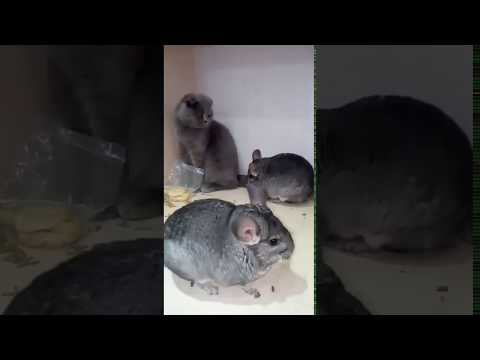 Chinchilla fighting with cats
