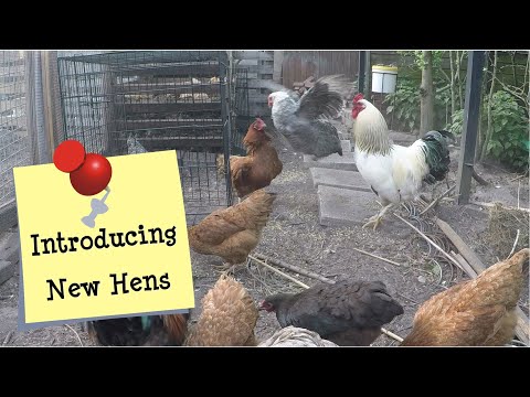 , title : 'Introducing New Chickens to an Established Flock ■ VLOG #21'