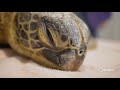 Protecting Hawaiʻi's Green Sea Turtles | Home is Here | PBS HAWAIʻI