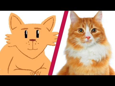 What Your Cat Does When You’re Not Home