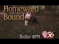Homeward Bound The Incredible Journey Promo 1996