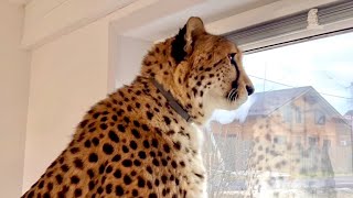 Наш гепард впервые увидела собаку! Она Перестала мурчать и затаила дыхание!