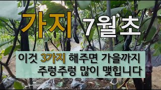 가지 7월초 이것 세가지 해주면 가을까지 주렁주렁 많이 맺힙니다. #7가지 추비 하기 #가지 곁순제거 #가지…